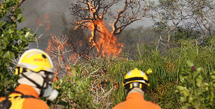 Emergência climática: STF flexibiliza normas para contratação de brigadistas e liberação de crédito extraordinário para combate a incêndios